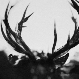 IHSAHN - Ihsahn - Orchestral 2LP (Clear With Black Smoke)